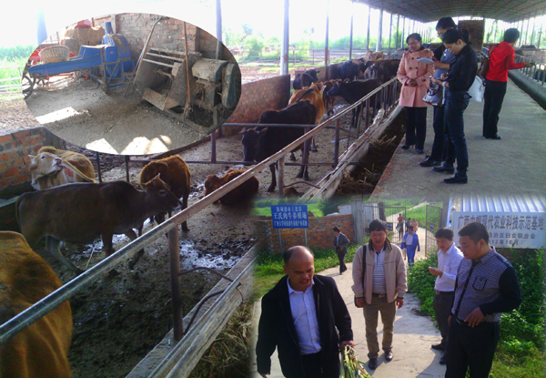 11上思县王氏肉牛蔗稍养殖场