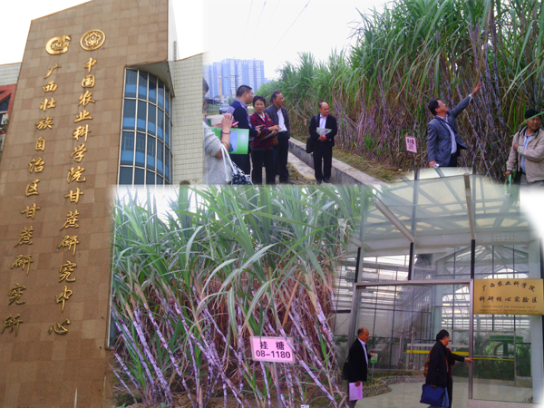 06考察组到广西甘科所考察学习