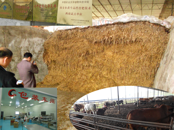 01云南彩云琵琶牛园庄调研蔗稍养牛